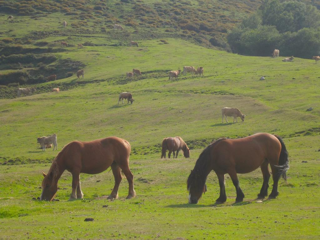 Casa Rural La Retuerta Nava Eksteriør bilde